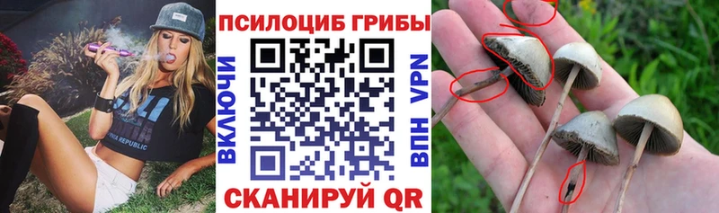 блэк спрут маркетплейс  Вятские Поляны  Псилоцибиновые грибы ЛСД  магазин  наркотиков 